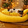 dog, small_dog, sleeping, lying_down, pet, animal, black_white_brown, dog_face, floppy_ears, donut_bed, yellow_bed, green_pillow, cozy, indoor, living_room, fairy_lights, houseplants, wooden_floor, warm_lighting, text_overlay