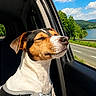 Aya a rejoint le concours — aidez-le/la à gagner de superbes lots ! dog, car, road_trip, car_window, harness, outdoor, lake, mountains, hills, blue_sky, clouds, sunlight, scenic, travel, driving, animal_portrait, closed_eyes, happy, relaxed, nature