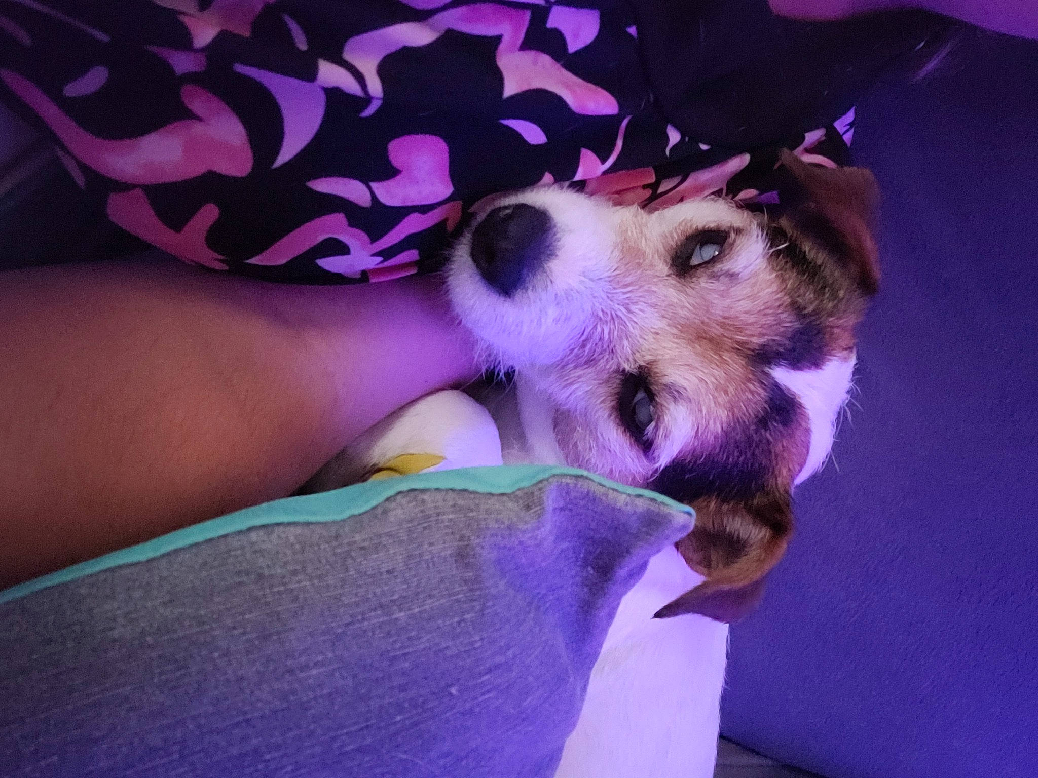 Iris participe au concours pour gagner de l'argent avec cette photo : canidae, carnivore, comfort, companion_dog, dog, dog_breed, dog_supply, ear, fawn, fur, happy, human_leg, magenta, paw, pink, purple, thigh, toy_dog, violet, whiskers