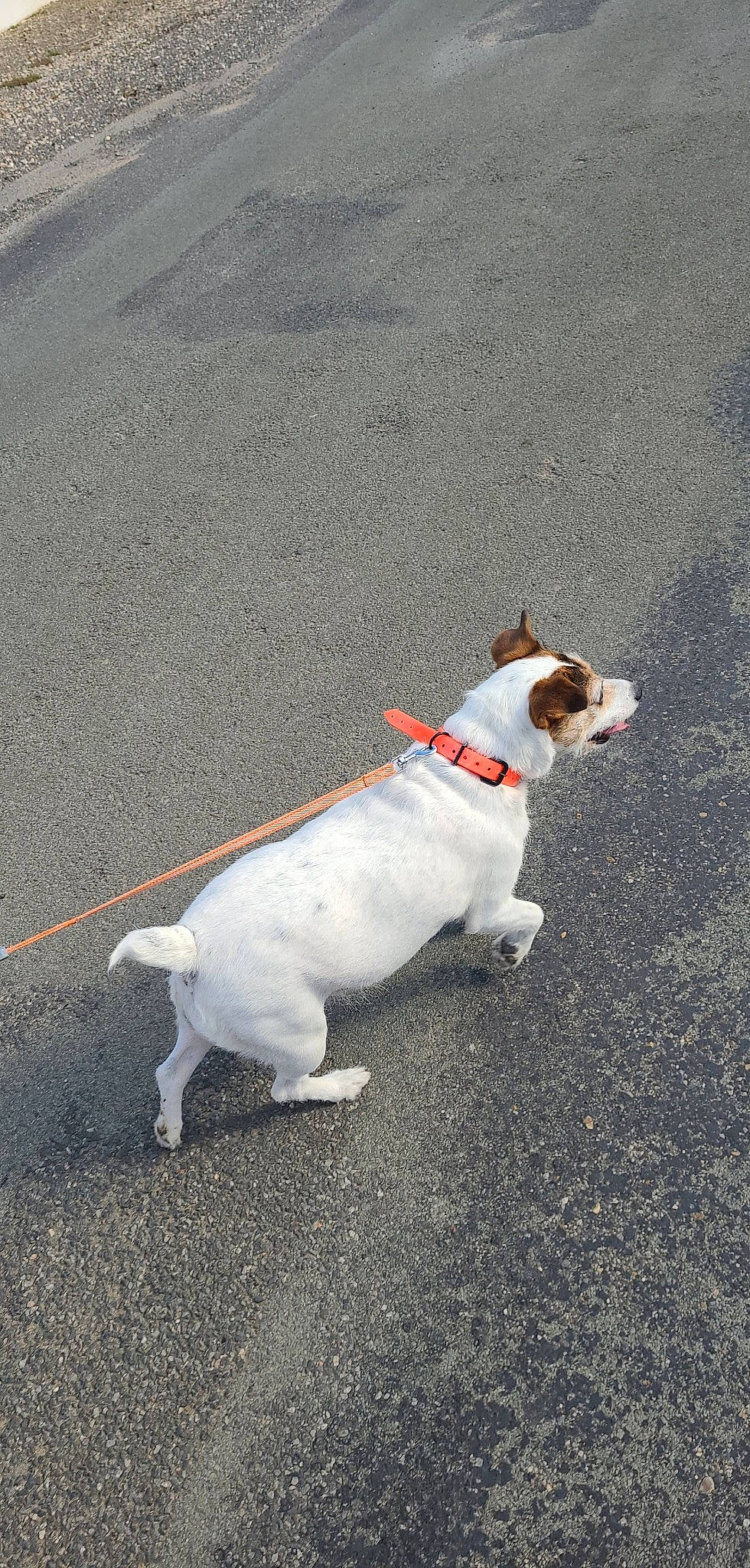 Iris a rejoint le concours — aidez-le/la à gagner de superbes lots ! asphalt, canidae, carnivore, collar, companion_dog, concrete, dog, dog_breed, dog_collar, dog_supply, fawn, leash, pet_supply, road_surface, shadow, sidewalk, snout, sporting_group, tail, terrier