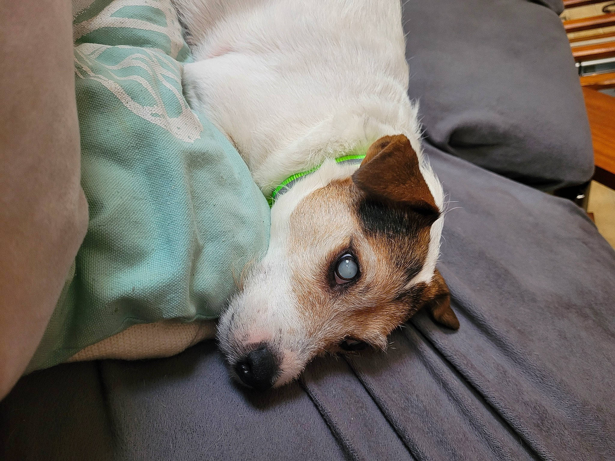 Iris a rejoint le concours — aidez-le/la à gagner de superbes lots ! canidae, carnivore, comfort, companion_dog, couch, dog, dog_breed, dog_supply, fawn, flooring, fur, hardwood, linens, snout, sporting_group, terrestrial_animal, toy_dog, whiskers, wood, working_animal