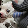 animal, black_spots, close_up, colorful_background, cozy, cute, dog, ears, fabric, fur, indoor, nose, pet, playful, portrait, puppy, smiling, soft_texture, white_dog, young_dog
