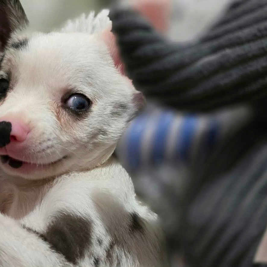 Chihuahua
