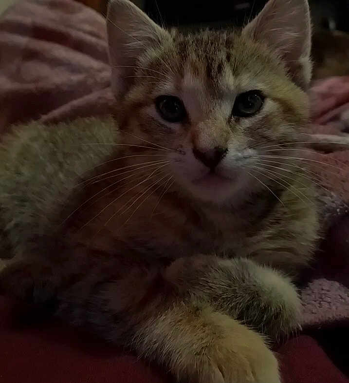 Tilly
