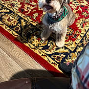 Punkin joined the competition — help win amazing prizes! dog, pet, indoor, carpet, patterned_rug, floor, wood_floor, bandana, brown_dog, curious_eyes, fluffy, small_dog, looking_up, cozy, plaid, fabric, seated, home, domestic, cute