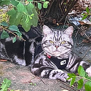 Pablo a rejoint le concours — aidez-le/la à gagner de superbes lots ! cat, silver_tabby, feline, pet, animal, outdoor, greenery, leaves, plant, harness, tag, relaxed, lying_down, nature, garden, whiskers, fur, eyes, cute, calm
