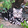 cat, silver_tabby, feline, pet, animal, outdoor, greenery, leaves, plant, harness, tag, relaxed, lying_down, nature, garden, whiskers, fur, eyes, cute, calm