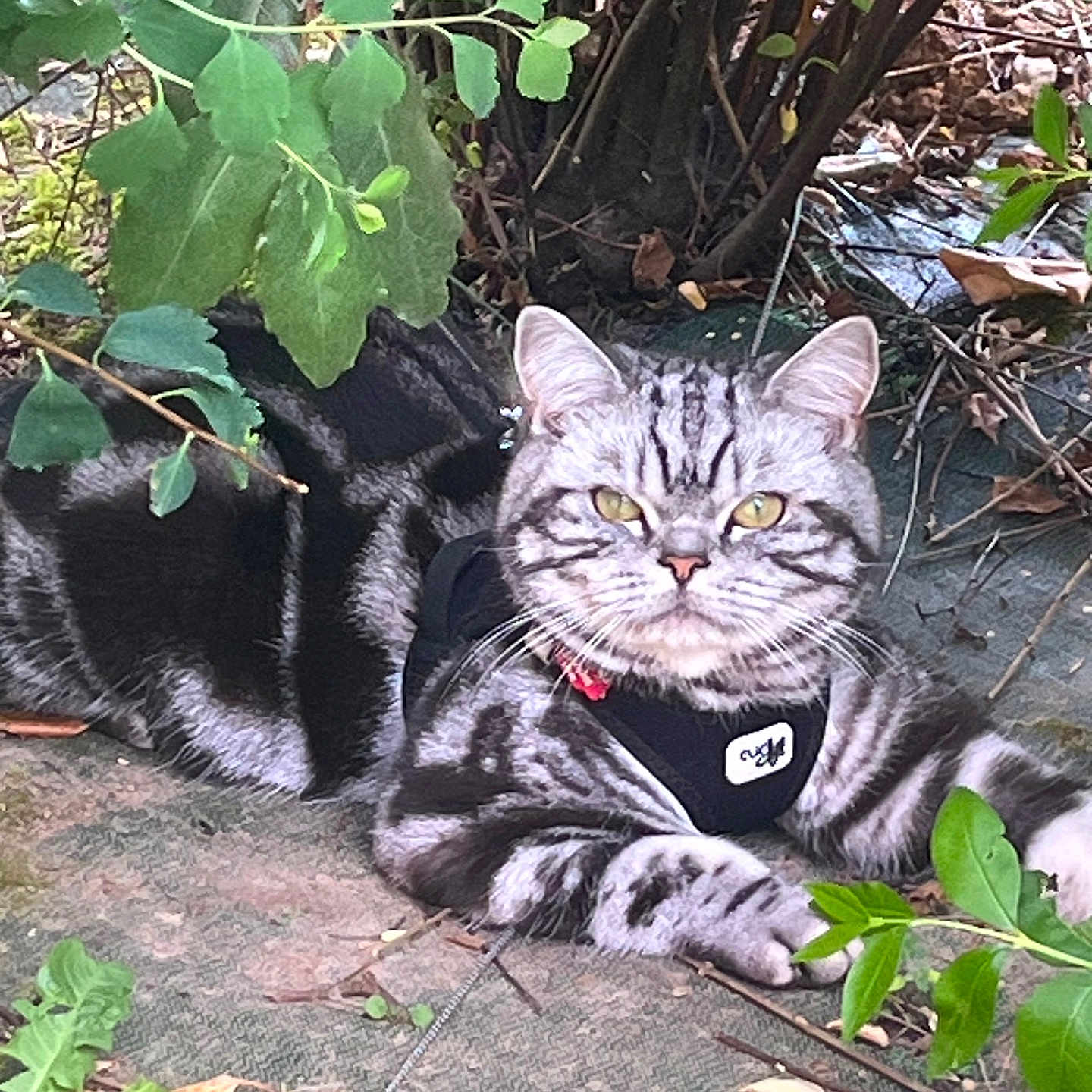 Pablo