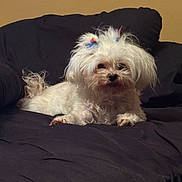 Samantha Poo is registered to the contest to win money with this photo: dog, white_dog, small_dog, fluffy, bow, couch, indoor, pet, relaxed, fur, animal, companion, lying_down, cozy, home, cute, portrait, domestic, furniture, resting