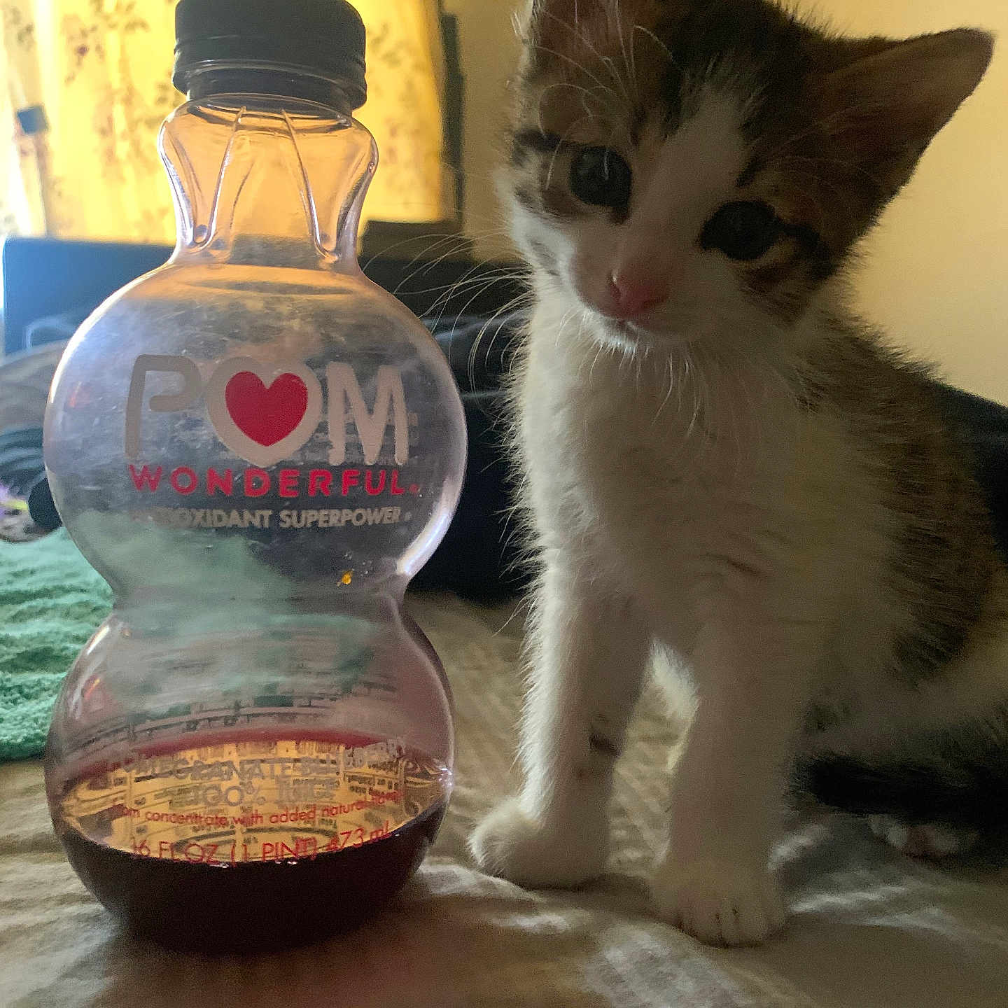 Rocky is registered to the contest to win money with this photo: abyssinian, alcohol, animal, beverage, bottle, cat, food, furniture, glass, hardwood, jar, jug, kitten, liquor, manx, pet, seasoning, sphere, waterbottle, wood