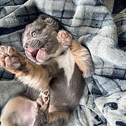 Bape joined the competition — help win amazing prizes! puppy, dog, pet, blanket, cute, playful, fur, paw, tongue, lying_down, indoors, cozy, young, animal, expression, soft, resting, sleepy, closeup, adorable