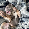 puppy, dog, pet, blanket, cute, playful, fur, paw, tongue, lying_down, indoors, cozy, young, animal, expression, soft, resting, sleepy, closeup, adorable