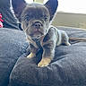 Bape is registered to the contest to win money with this photo: puppy, french_bulldog, dog, pet, indoor, couch, furniture, harness, ears, fur, cute, animal, young, looking, curious, soft_light, window, cozy, domestic, portrait