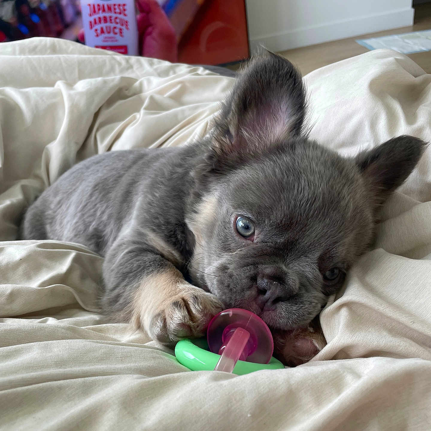 Bape joined the competition — help win amazing prizes! puppy, dog, blue_eyes, gray_fur, blanket, indoor, bedroom, toy, pacifier, cute, pet, lying_down, fur, young, domestic_animal, comfort, relaxing, television, hand, bottle