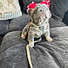 Bape is registered to the contest to win money with this photo: puppy, dog, pet, harness, bow, couch, indoor, leash, gray, cute, small, fur, animal, canine, domestic, sitting, looking_up, plush, home, adorable