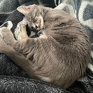 Playboi joined the competition — help win amazing prizes! cat, gray_cat, sleeping, curled_up, blanket, soft_texture, cozy, fur, pet, domestic_cat, resting, animal, whiskers, relaxed, indoor, close_up, cute, peaceful, nap, feline