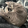 cat, gray_cat, sleeping, curled_up, blanket, soft_texture, cozy, fur, pet, domestic_cat, resting, animal, whiskers, relaxed, indoor, close_up, cute, peaceful, nap, feline
