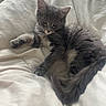 Playboi is registered to the contest to win money with this photo: kitten, cat, gray_fur, pet, animal, bed, blanket, soft, cute, feline, whiskers, ears, paw, tail, relaxed, indoor, comfort, resting, young, domestic
