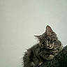 Playboi is registered to the contest to win money with this photo: cat, fluffy, grey, pet, animal, feline, couch, indoor, relaxed, fur, whiskers, ears, eyes, resting, home, cute, portrait, sitting, furniture, domestic
