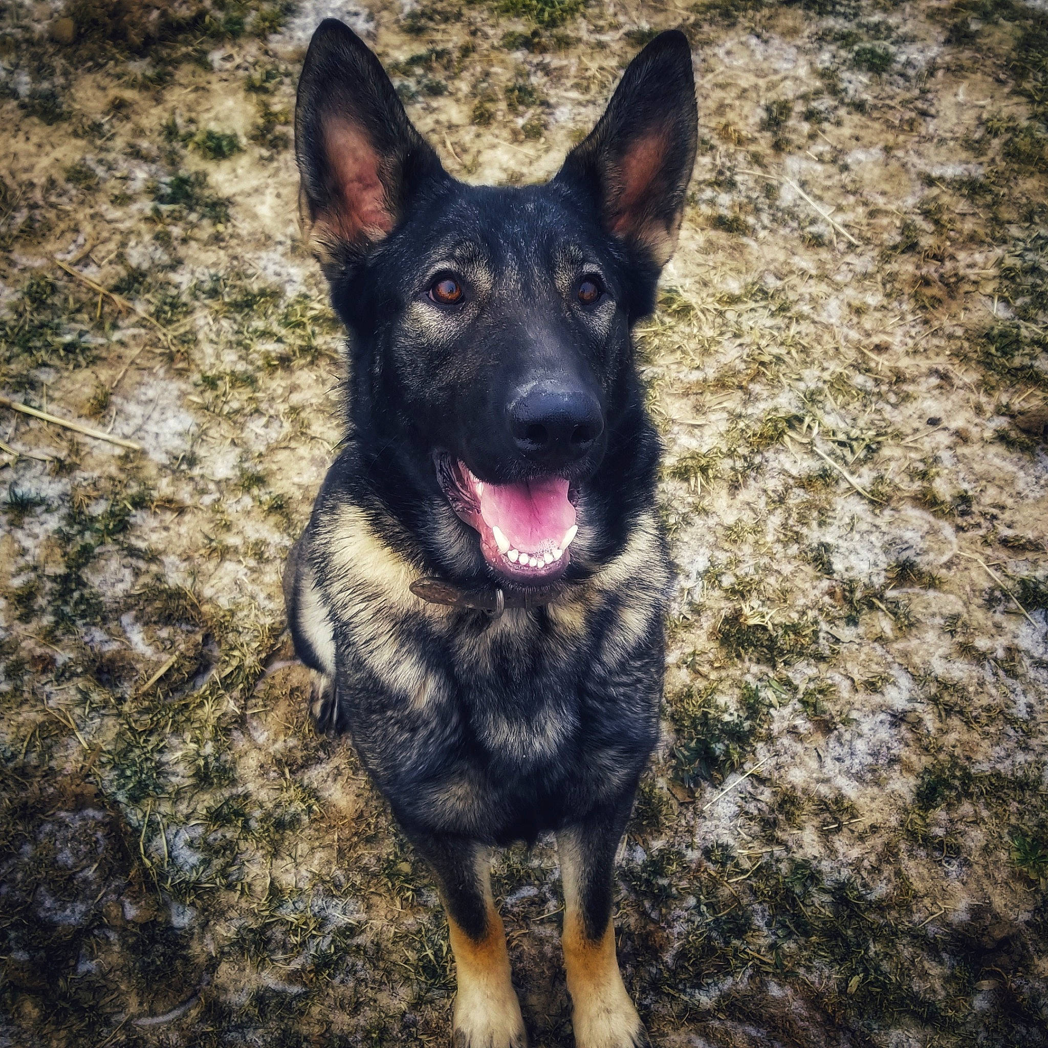 Reza joined the competition — help win amazing prizes! belgian_shepherd_malinois, bohemian_shepherd, canidae, carnivore, dog, dog_breed, east_european_shepherd, fawn, german_shepherd_dog, king_shepherd, kunming_wolfdog, mammal, old_german_shepherd_dog, police_dog, rare_breed_dog, shiloh_shepherd_dog, sky, vertebrate, working_dog