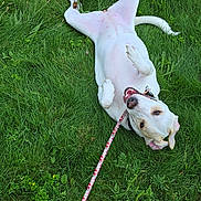 Jynx is registered to the contest to win money with this photo: animal, canine, cheerful, dog, domestic_animal, friendly, fun, grass, grass_field, happy, leash, lying_down, nature, outdoor, pet, playful, relaxed, summer, tongue, white_dog