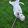 animal, canine, cheerful, dog, domestic_animal, friendly, fun, grass, grass_field, happy, leash, lying_down, nature, outdoor, pet, playful, relaxed, summer, tongue, white_dog