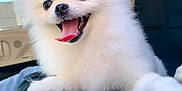 Hanni is registered to the contest to win money with this photo: animal, bow, car_interior, closeup, companion, cute, dog, domestic_animal, ears, fluffy, fur, happy, pet, pomeranian, puppy, seat, small_dog, smiling, tongue_out, white_fur