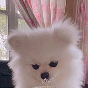 Hanni is registered to the contest to win money with this photo: animal, closeup, cup, curious, curtains, cute, dog, face, fluffy, food, hand, indoor, light, nose, pet, snack, soft, table, white, window