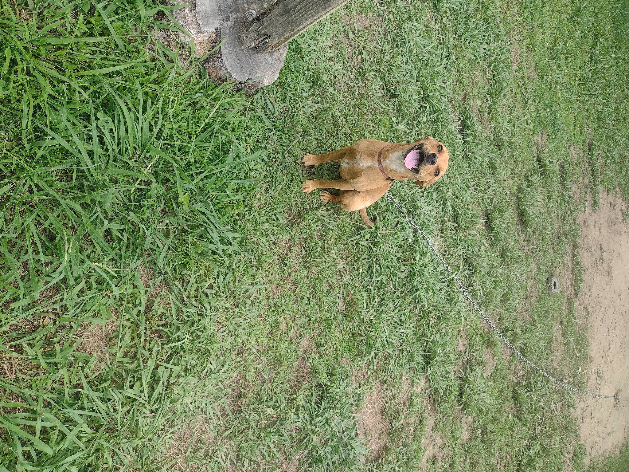 Sassy joined the competition — help win amazing prizes! dog_breed, fawn, field, grass, grass_family, grassland, groundcover, landscape, meadow, pasture, people_in_nature, plant, prairie, shadow, shrub, soil, tail, tree, wildlife, wood