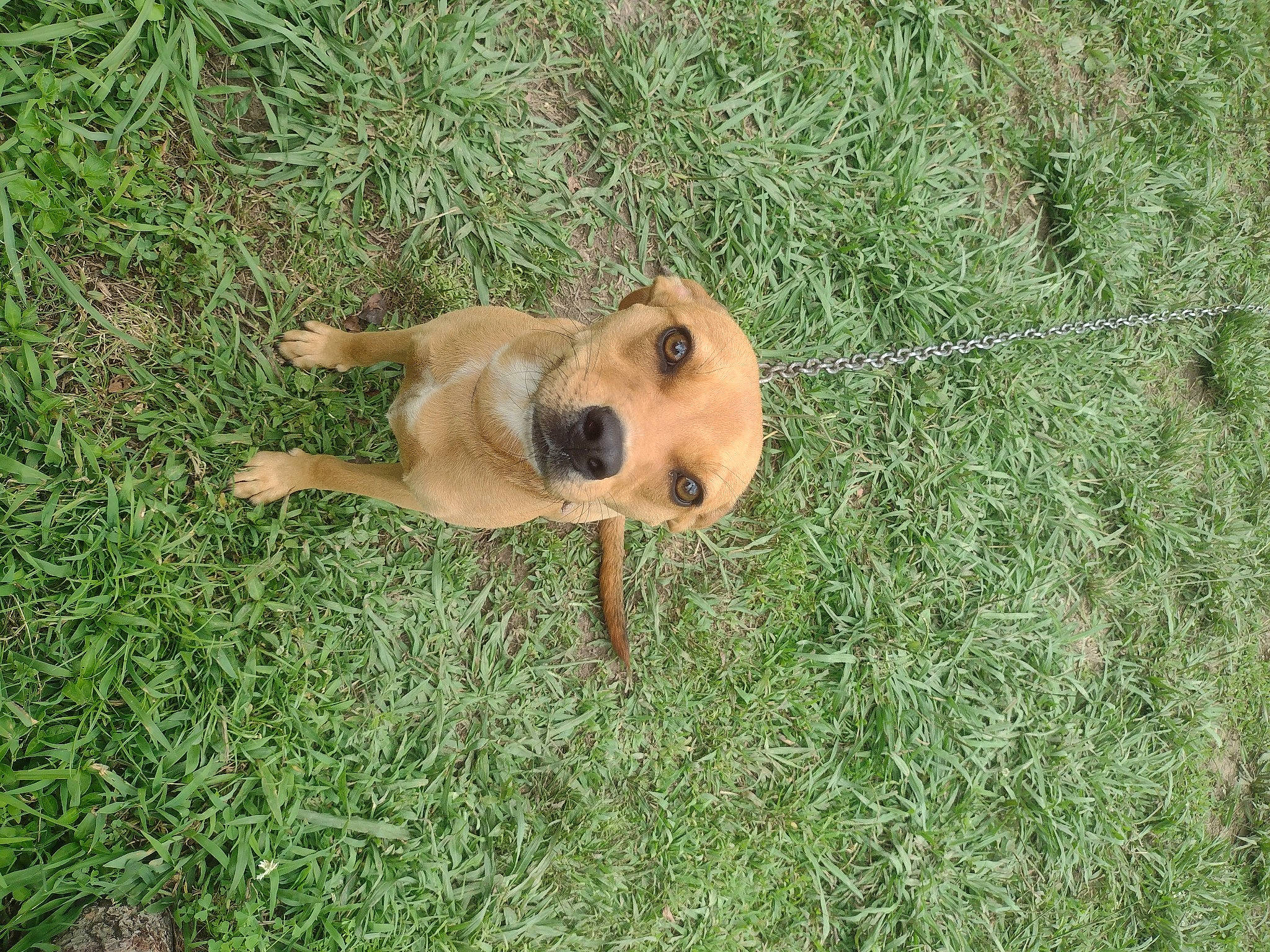 Sassy is registered to the contest to win money with this photo: canidae, carnivore, companion_dog, dog, dog_breed, fawn, grass, grassland, groundcover, herbaceous_plant, non_sporting_group, paw, plant, puppy, snout, sporting_group, tail, terrestrial_animal, wildlife