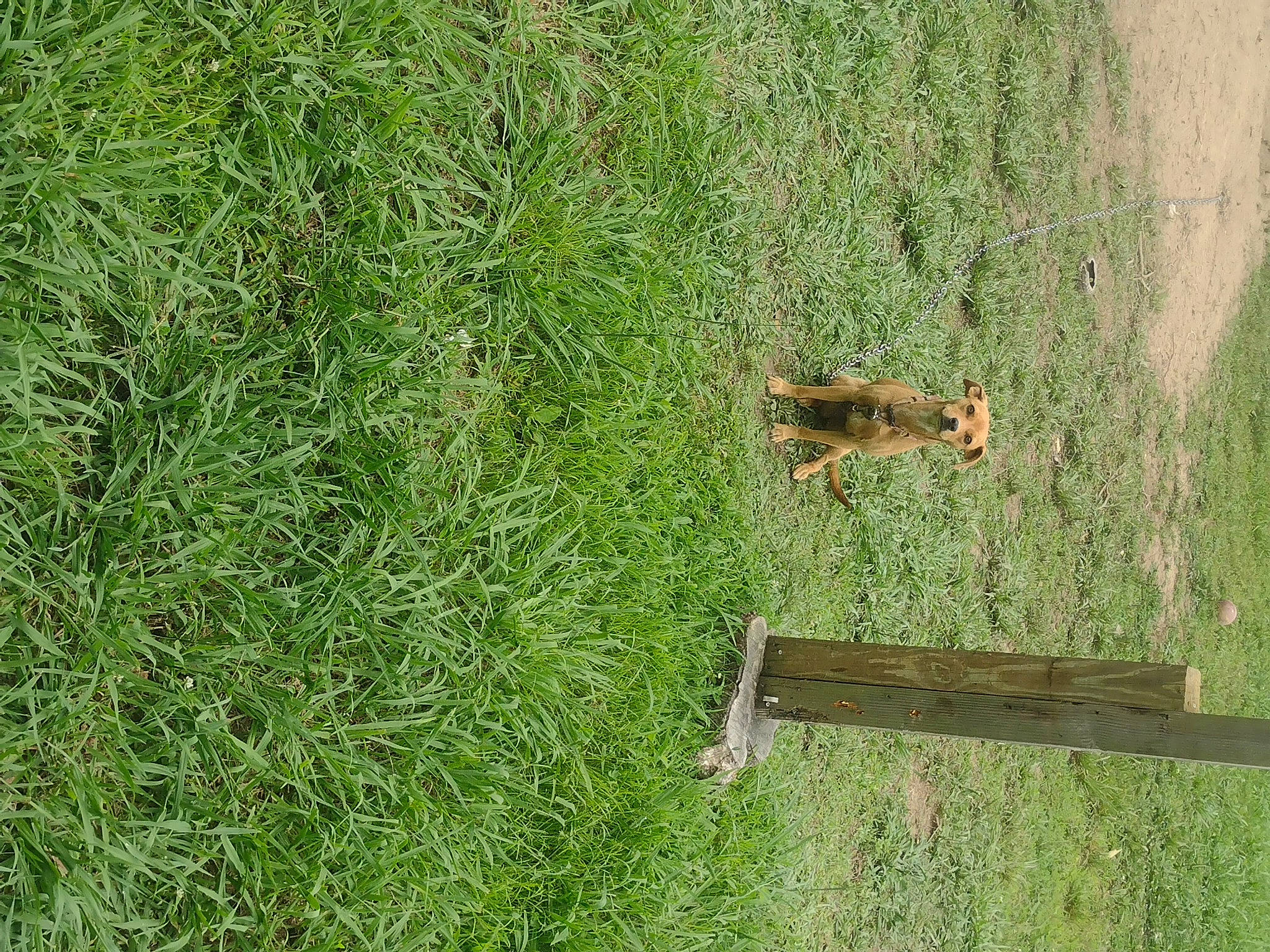 Sassy is registered to the contest to win money with this photo: fawn, field, grass, grass_family, grassland, groundcover, landscape, lawn, meadow, pasture, people_in_nature, plant, prairie, shrub, soil, sporting_group, tail, terrestrial_animal, tree, wood