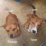 Tater joined the competition — help win amazing prizes! accessories, animal, ball, beagle, boxer, bulldog, canine, chihuahua, dog, goldenretriever, hound, husky, labradorretriever, pet, pitbull, puppy, snout, sport, strap, tennis