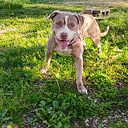 Hoss is registered to the contest to win money with this photo: dog, outdoor, grass, sunlight, pet, animal, happy, tongue_out, playful, canine, nature, leash, collar, greenery, summer, walking, cute, friendly, ears, muzzle