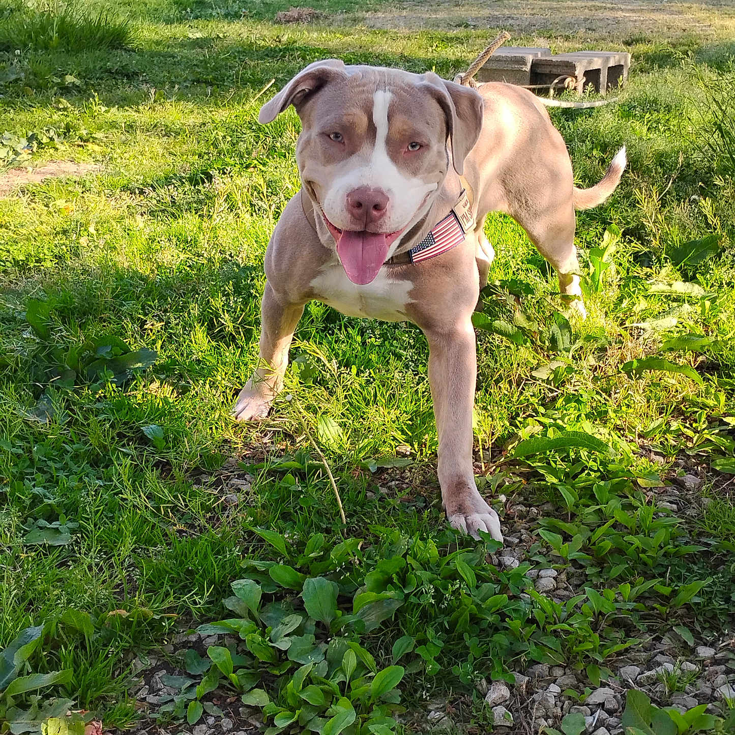 Hoss is registered to the contest to win money with this photo: dog, outdoor, grass, sunlight, pet, animal, happy, tongue_out, playful, canine, nature, leash, collar, greenery, summer, walking, cute, friendly, ears, muzzle
