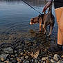 dog, puppy, leash, harness, water, lake, rocks, shoreline, person, leg, sandals, socks, reflection, trees, hills, outdoor, standing, drinking, rocky_beach, nature