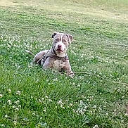 Hoss joined the competition — help win amazing prizes! dog, grass, field, flowers, clover, outdoor, animal, pet, canine, nature, greenery, harness, lying_down, calm, summer, daytime, plant, flora, leaf, relaxing