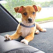 Zeus is registered to the contest to win money with this photo: animal, backseat, brown_fur, car_interior, collar, cute, daylight, dog, ears_up, looking_at_camera, outdoor_view, paw, pet, puppy, relaxed, small_dog, snout, white_paws, window, young_dog