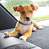 animal, backseat, brown_fur, car_interior, collar, cute, daylight, dog, ears_up, looking_at_camera, outdoor_view, paw, pet, puppy, relaxed, small_dog, snout, white_paws, window, young_dog