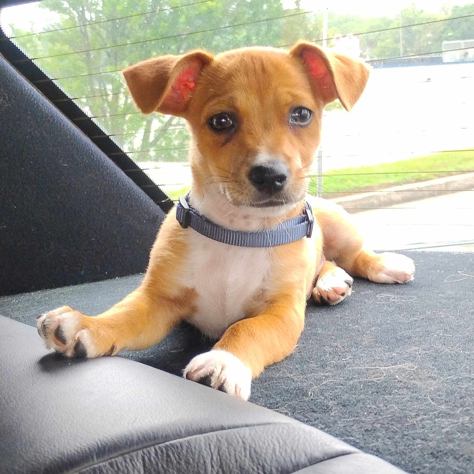 Zeus