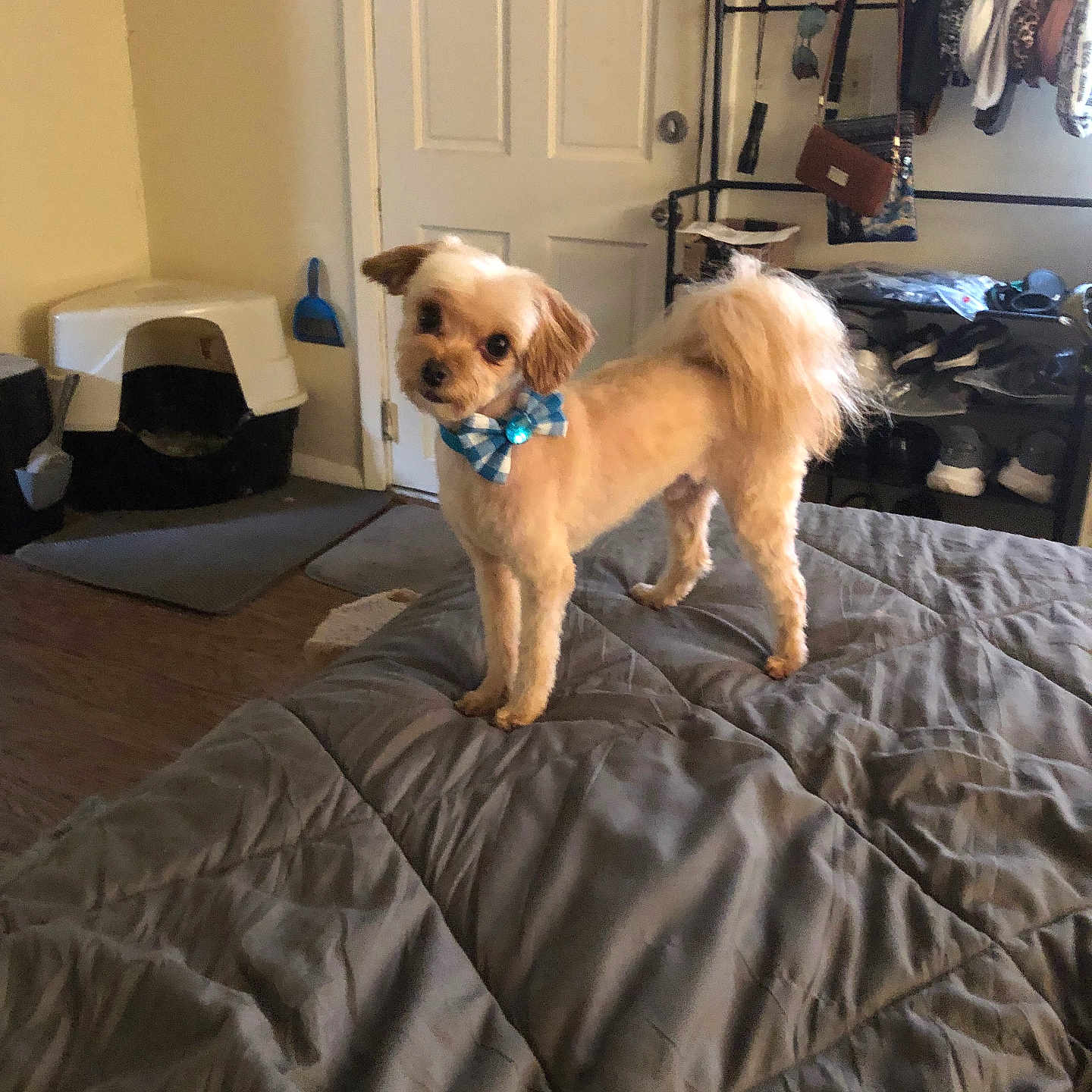 Charlie is registered to the contest to win money with this photo: animal, bags, bed, bow_tie, cute, dog, door, floor, furniture, gray_bedspread, groomed, household, indoor, light, litter_box, mat, pet, room, shoes, small_dog