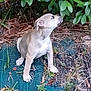 puppy, dog, outdoor, greenery, leaves, bush, curious, sitting, nature, young_dog, mat, ground, plants, animal, pet, sniffing, brown, white, small_dog, canine
