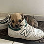 Dragone a rejoint le concours — aidez-le/la à gagner de superbes lots ! puppy, dog, sneaker, shoe, white_shoe, floor, tile_floor, pet, cute, small_dog, indoor, resting, brown_puppy, young_dog, footwear, domestic_animal, adorable, laying_down, looking_at_camera, quiet