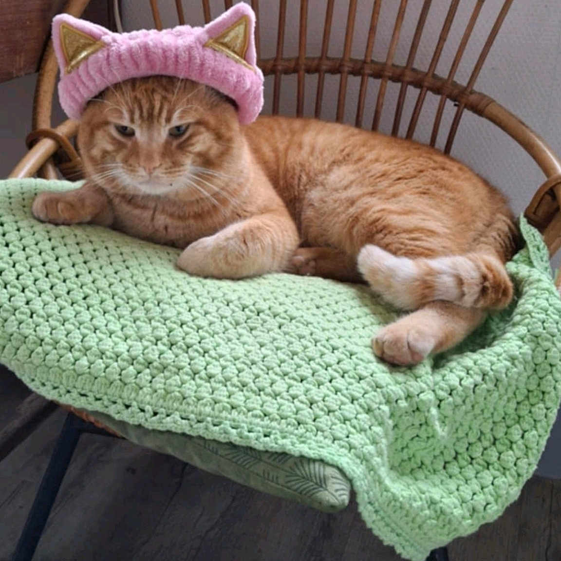 Tartuffe participe au concours pour gagner de l'argent avec cette photo : cat, cat_ears, cozy, crocheted_blanket, cute, domestic_animal, feline, floor, fur, ginger_cat, green_blanket, indoor, knit_hat, pet, pink_hat, relaxed, resting, vintage_chair, wood_floor, wooden_chair