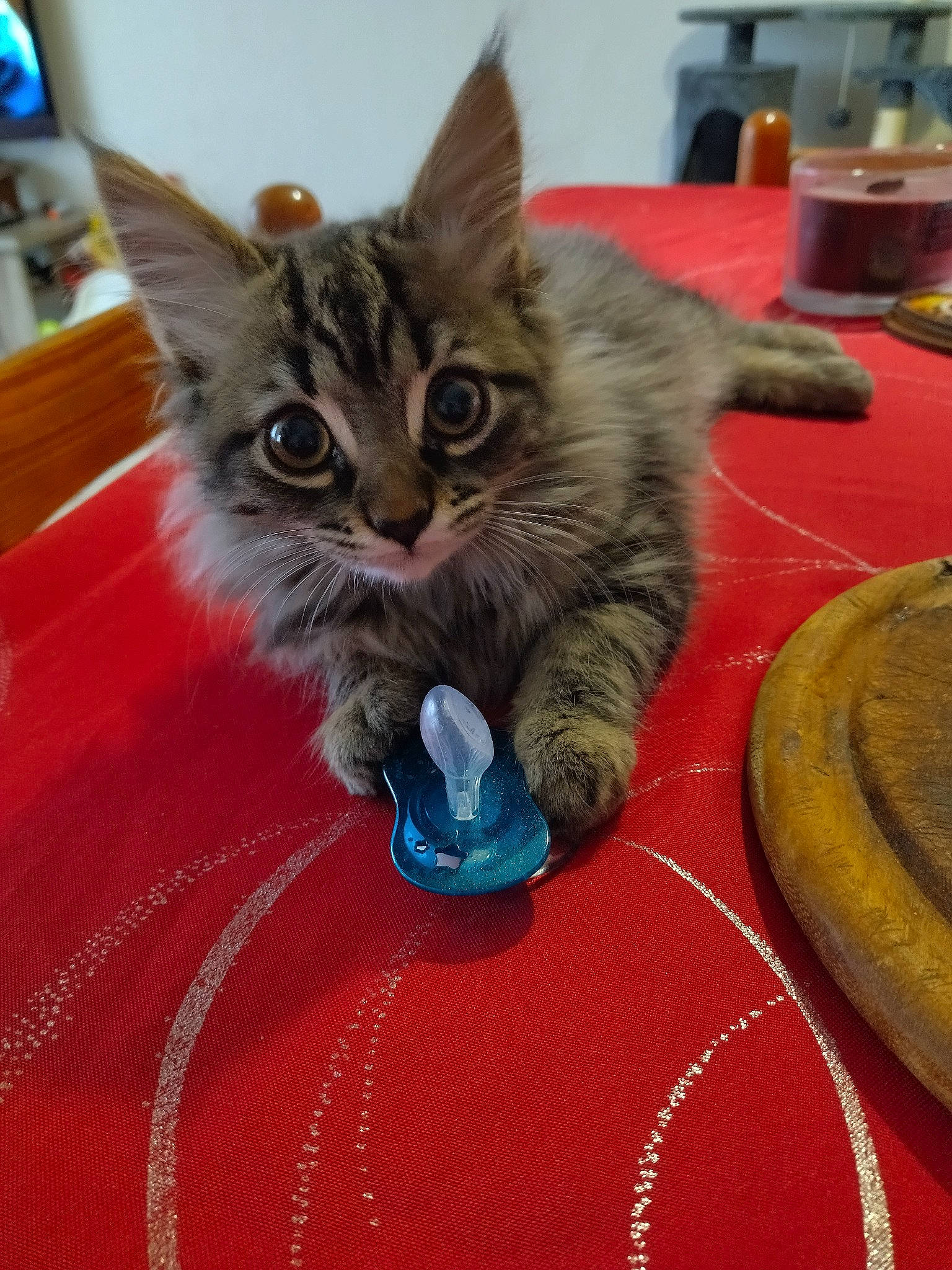Kitty participe au concours pour gagner de l'argent avec cette photo : box, carnivore, cat, cat_supply, claw, domestic_short_haired_cat, electric_blue, felidae, fur, lap, paw, plate, serveware, small_to_medium_sized_cats, table, tableware, whiskers