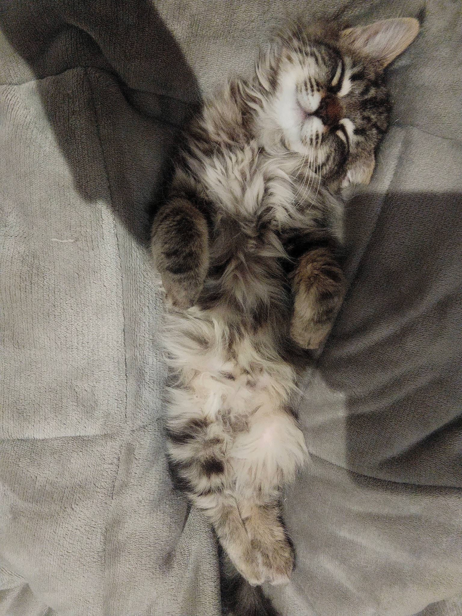 Kitty participe au concours pour gagner de l'argent avec cette photo : canidae, carnivore, cat, claw, comfort, domestic_short_haired_cat, felidae, fur, grey, human_leg, monochrome, monochrome_photography, nap, pattern, paw, small_to_medium_sized_cats, snout, tail, textile, whiskers