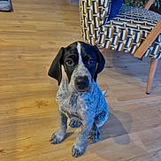 Aïko participe au concours pour gagner de l'argent avec cette photo : puppy, dog, indoor, wooden_floor, patterned_chair, black_and_white, sitting, pet, animal, young_dog, flooring, furniture, domestic_animal, cute, looking_at_camera, ears, snout, home_interior, plant, calm