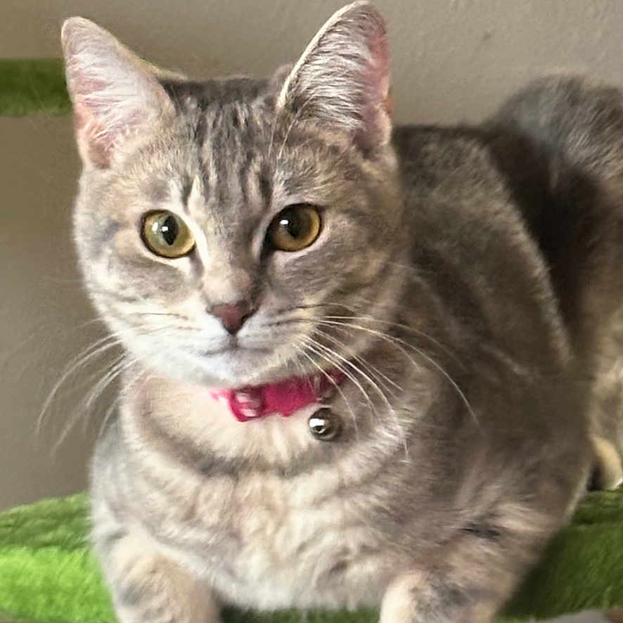 Lila joined the competition — help win amazing prizes! alert, animal, bell, cat, collar, curious, cute, domestic_animal, ears, feline, fur, green_cat_tree, indoor, looking, paws, pet, resting, tabby_cat, whiskers, young_cat