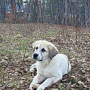 Malachi is registered to the contest to win money with this photo: puppy, dog, outdoor, grass, leaves, forest, bone, animal, nature, cute, pet, young, lying_down, canine, fur, ears, eyes, muzzle, snout, daytime
