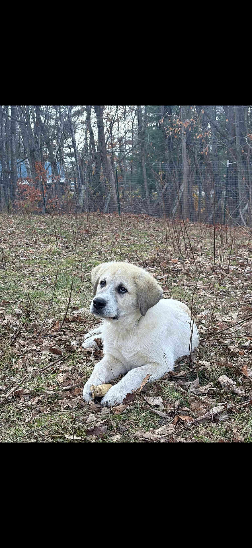 Malachi is registered to the contest to win money with this photo: puppy, dog, outdoor, grass, leaves, forest, bone, animal, nature, cute, pet, young, lying_down, canine, fur, ears, eyes, muzzle, snout, daytime