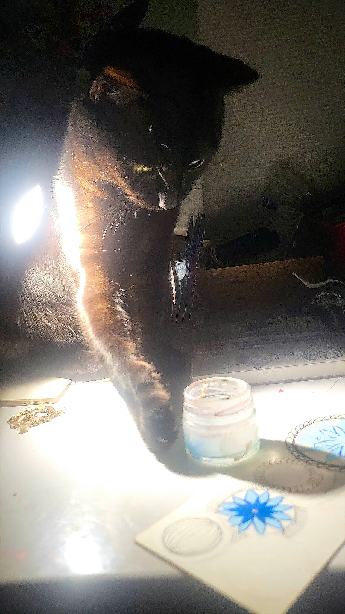 Paros participe au concours pour gagner de l'argent avec cette photo : blue_and_white_porcelain, carnivore, darkness, dishware, drinkware, felidae, fin, fur, gas, glass, human_leg, light, marine_mammal, porcelain, serveware, shadow, small_to_medium_sized_cats, tail, terrestrial_animal, whiskers